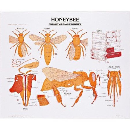 DENOYER-GEPPERT Charts/Posters, Honeybee Chart Mounted 1887-10